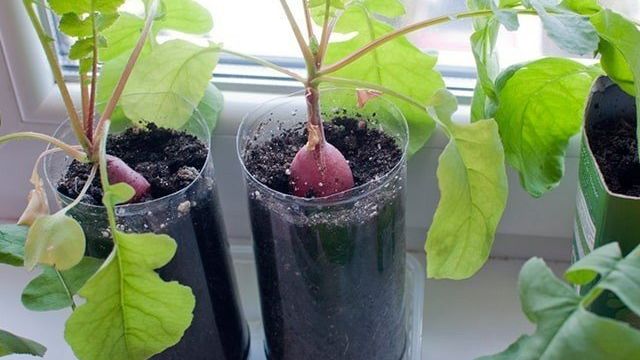 Как вырастить редиску из семян на подоконнике