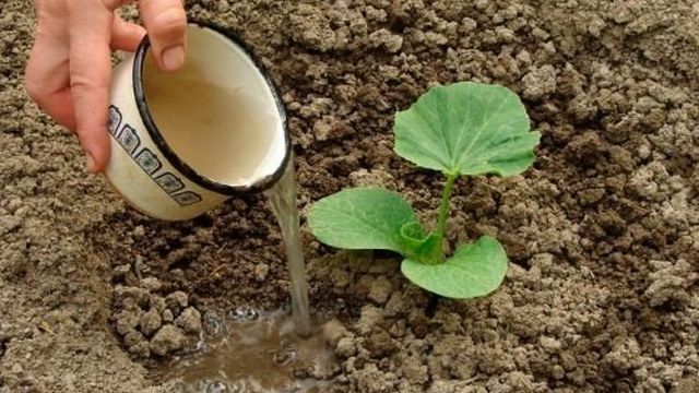 Как вырастить свои семена кабачков