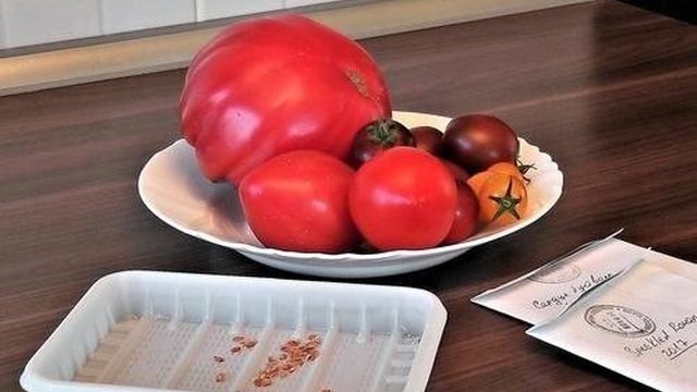 Как заготовить семена помидоров в домашних условиях и получить из них зимний урожай