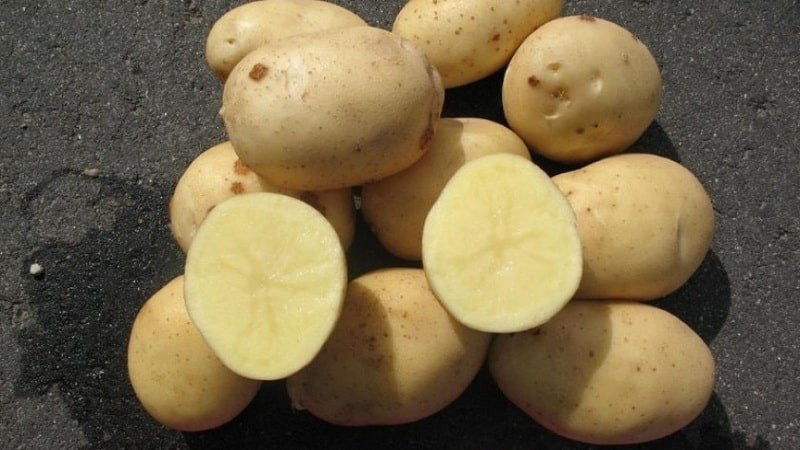 Сорт картофеля аризона
