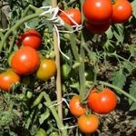 «Космонавт Волков» – раскрываем секреты этого сорта томатов