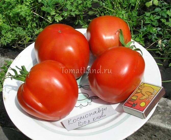 Сорт томата сибирский скороспелый