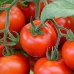 Лирика: описание сорта томата, характеристики помидоров, выращивание