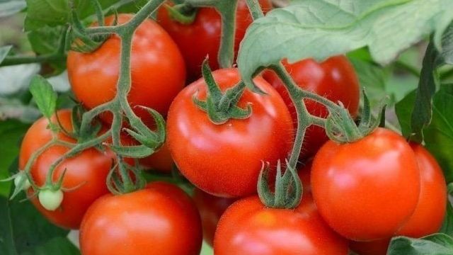 Лирика: описание сорта томата, характеристики помидоров, выращивание