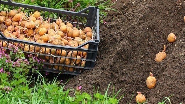 Лучшие сорта картофеля для выращивания в Сибири