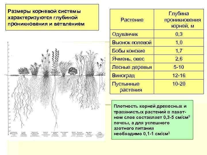 Корневая система травянистых растений