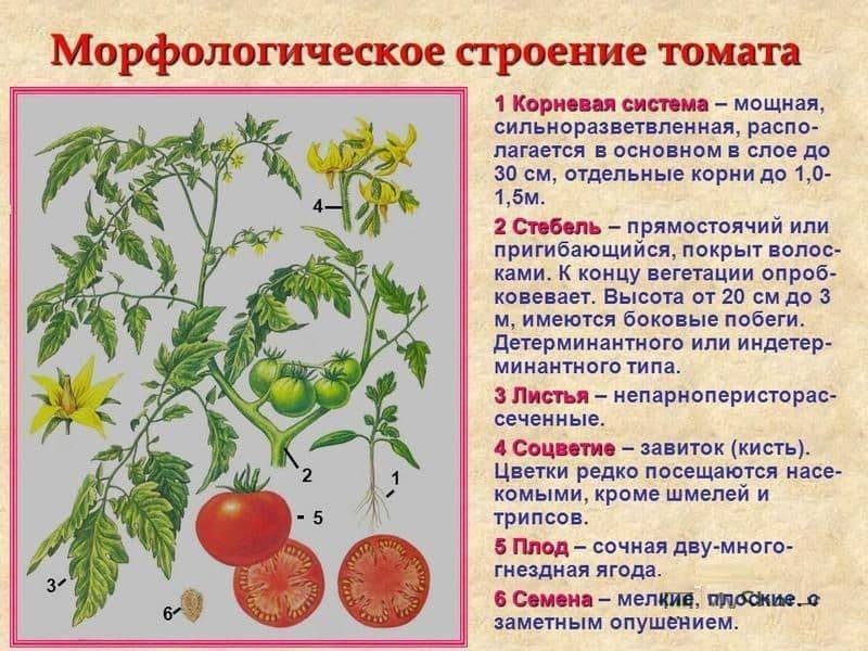 Морфологическое строение томата