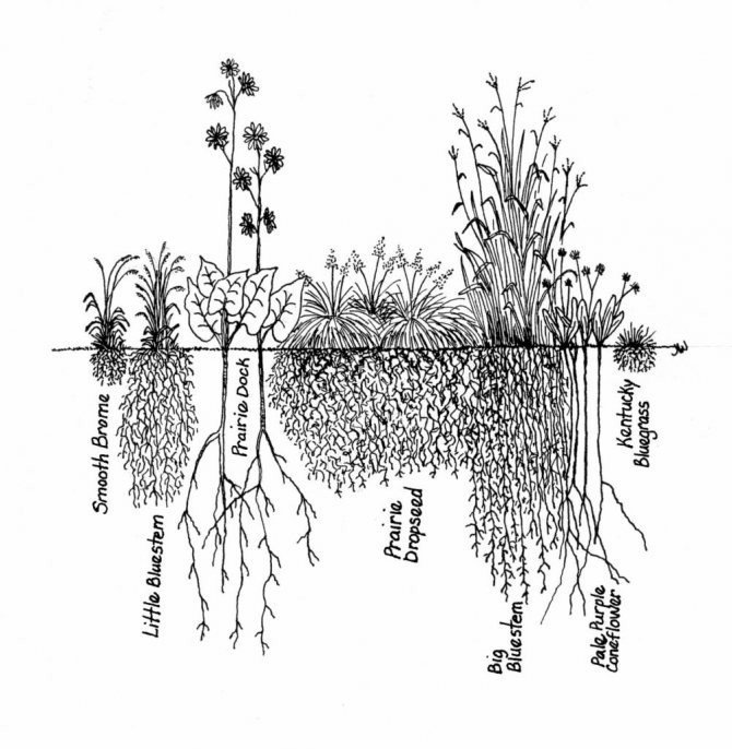 Особенности строения корневой системы