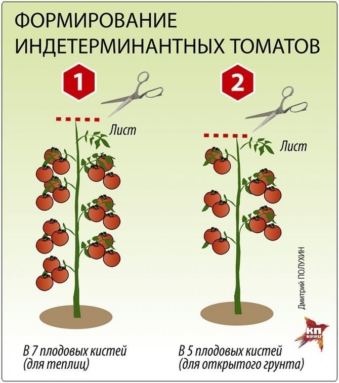 Пасынкование детерминантных томатов