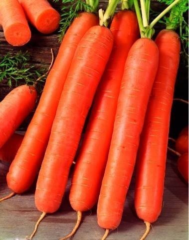 Семена моркови нииох