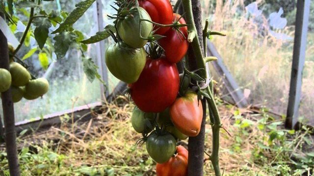 Томат "Толстый Джек": описание сорта и фото, характеристики помидоров и рекомендации по выращиванию Русский фермер