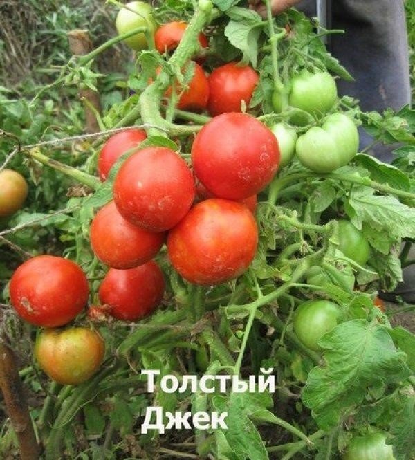Семена томата толстый джек