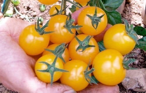 Черри желтые сорта помидоры раннеспелые