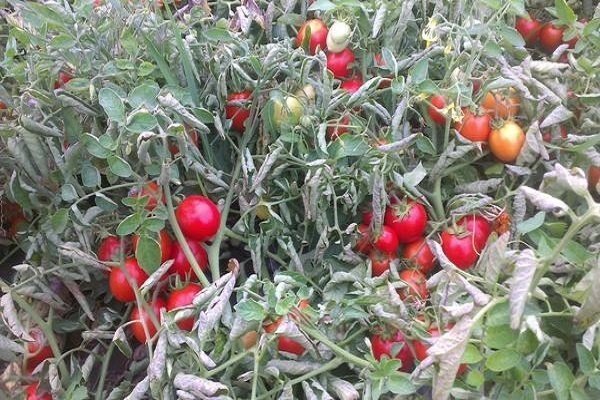 Низкорослые томаты черри
