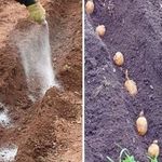 Обзор характеристик и описание сорта картофеля Аврора, выращивание и уход