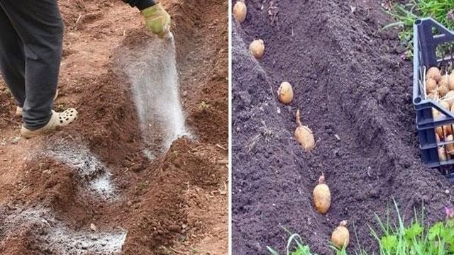 Картофель Аврора: характеристика и описание сорта, выращивание и уход