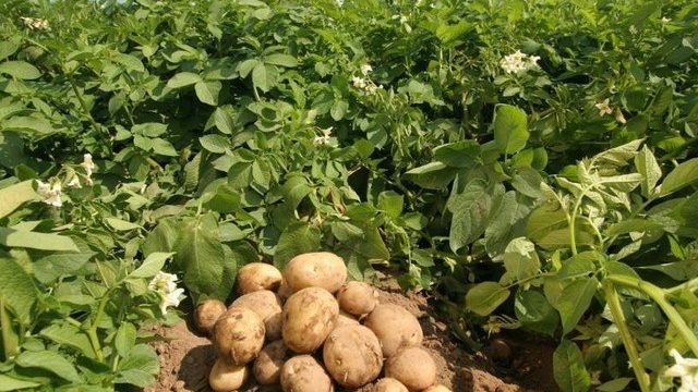 Описание и характеристика сорта картофеля Джелли, правила посадки и уход