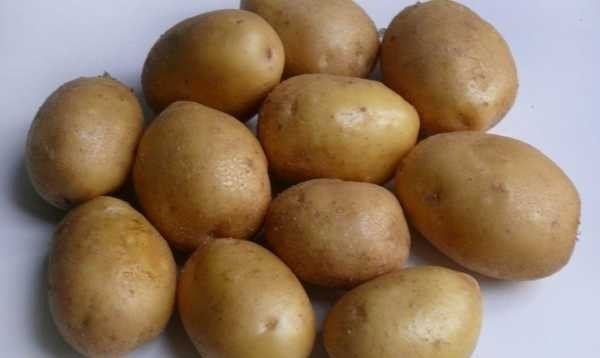 Сорт картошки