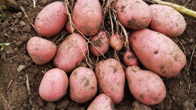 Описание и характеристика сорта картофеля Рябинушка, правила посадки и уход
