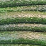 Описание и характеристики огурцов сорта Изумрудный поток F1, урожайность и выращивание