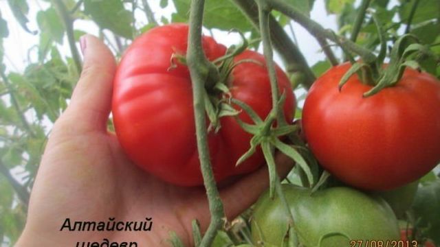 Описание и характеристики сорта томатов «алтайский шедевр»