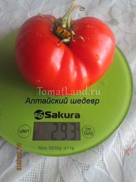 Сорт помидор болгарское чудо