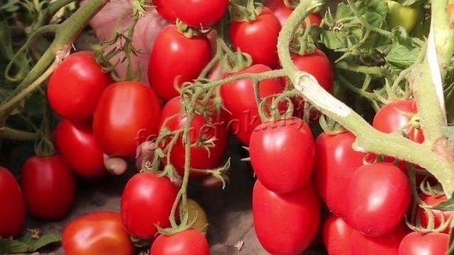 Описание перцевидного томата Гаспачо и особенности выращивания сорта