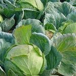Описание сорта капусты “Амагер” и отзывы огородников