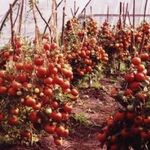 Отзывы о помидорах «Малиновое чудо»