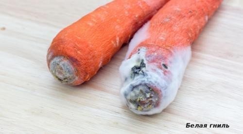 Белая гниль моркови