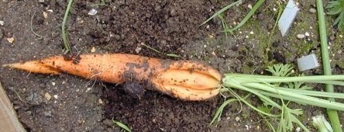 Морковь в земле