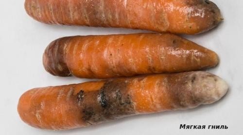 Почему на моркови появляются белые волоски. Сорта наиболее сладкой моркови 04