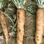 Почему на моркови появляются белые волоски
