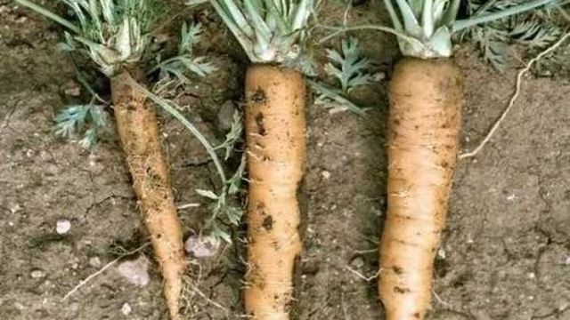 Почему на моркови появляются белые волоски