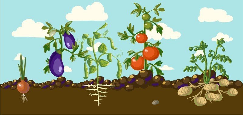 Овощи в земле и на грядке для детей