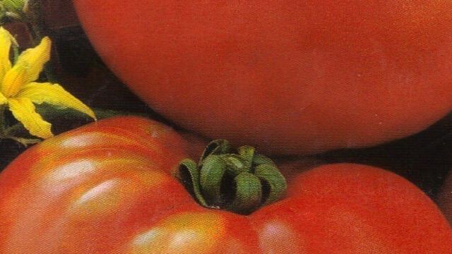 Помидоры Шапка Мономаха — описание сорта и особенности плодоношения, в каком климате его выращивают