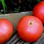 Прекрасный сорт томата Микадо: описание любимых помидоров дачников