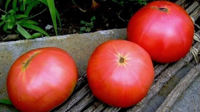 Томат Микадо: описание сорта помидоров и фото Русский фермер