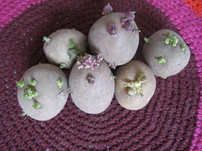 Клубни картофеля прорастание