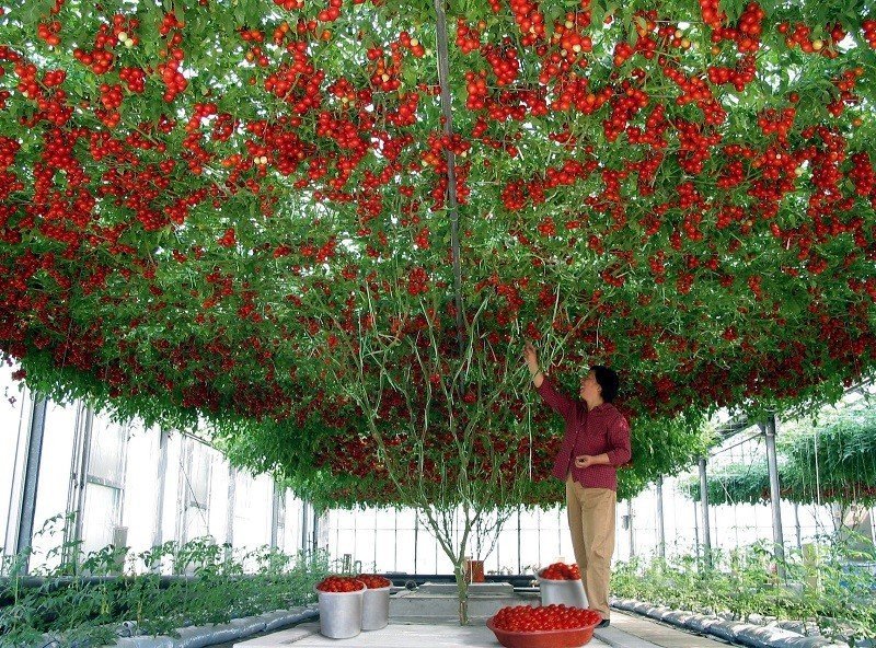 Итальянское помидорное дерево