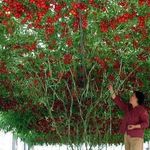 Сорт для грядок и садов — томат Дерево Спрут F1: детальное описание гибрида и его характеристики