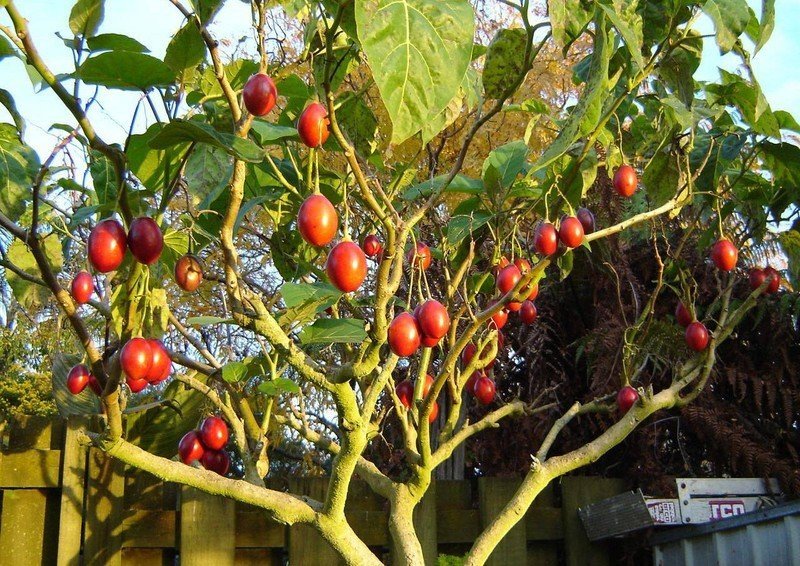 Тамарилло помидорное дерево