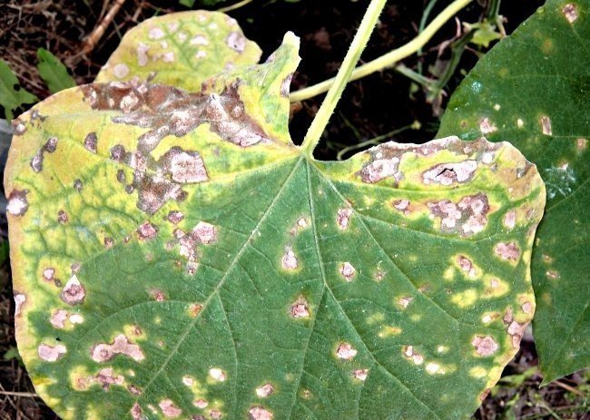 Листья огурца, пораженные бактериозом