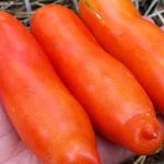 Сорт помидор Аурия: урожайность и описание