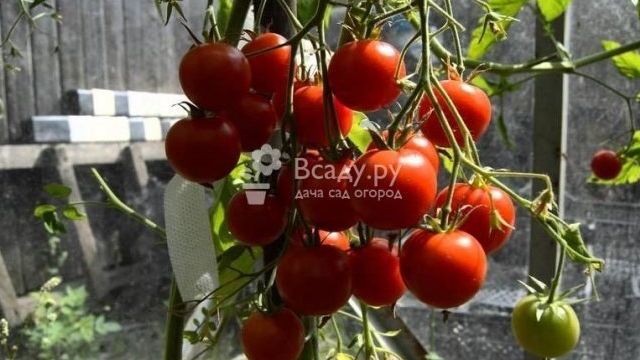 Томат Вишенка розовая: характеристика и описание сорта, фото помидоров черри и отзывы об урожайности растения