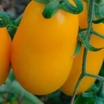 Сорт томатов Оранжевая сосулька