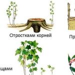 Способы размножения растений вегетативными органами