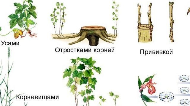Способы размножения растений вегетативными органами