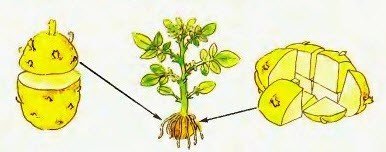 Способы вегетативного размножения растений