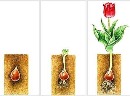 Стадии развития луковицы тюльпана